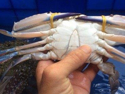 CÁC BẠN ĐÃ THỰC SỰ ĐƯỢC SỬ DỤNG THỊT GHẸ / THỊT CUA SẠCH VÀ AN TOÀN CHƯA?