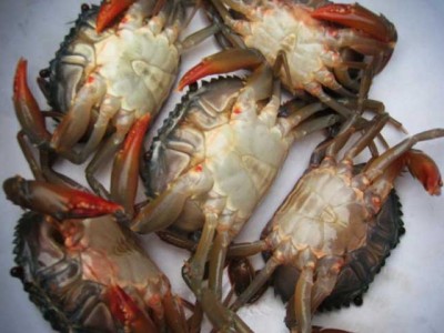 NHỮNG MÓN NGON TỪ CUA BIỂN LỘT