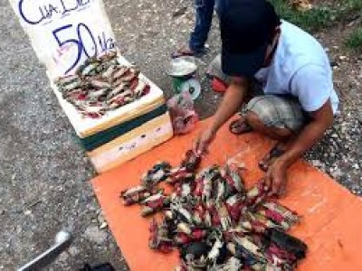 THỊT CUA GỠ TỪ LOẠI CUA SIÊU RẺ
