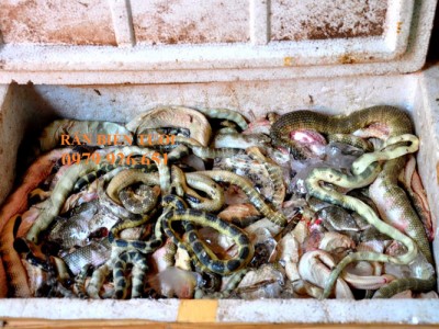 CÁC MÓN ĂN TỪ RẮN BIỂN (ĐẺN)